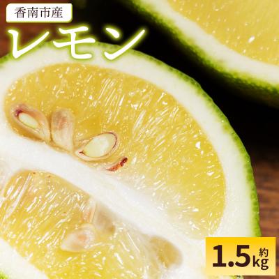 ふるさと納税 香南市 【2026年9月発送】レモン 1.5kg 香南市産 sj-0009