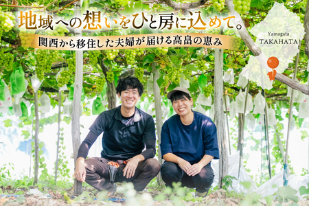 【期間限定発送】 シャインマスカット 1房 約 650g [いわた果樹園 山形県 高畠町 tk06ayt400000] ぶどう ブドウ 葡萄 フルーツ 果物 くだもの 甘い