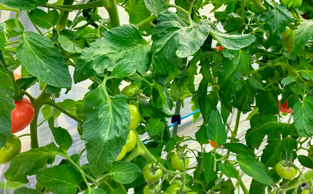 三箇牧とまと 約3.4kg[AOAI015] とまと