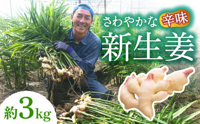 
            【2026年8月～発送】新生姜 約3kg / ショウガ しょうが 生姜 / 南島原市 / ふくはちファーム/福島農園 [SBS017]
          