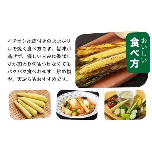 【先行予約2027年1月-5月配送】1番遅くて1番早い⁉ プレミアムヤングコーンとスイートコーンのよくばり定期便！！朝採れを皮付きのままお届け！！