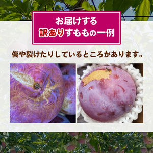 【訳あり】童夢のすもも「貴陽」化粧箱 10～11玉（約1.1～1.4kg）【2025年発送】（DOM）A05-141 【貴陽 すもも スモモ 令和7年発送 期間限定 山梨県産 甲州市 フルーツ 果物】