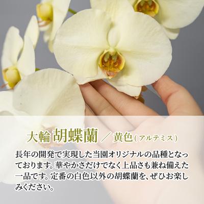 ふるさと納税 北本市 胡蝶蘭 黄色 アルテミス 大輪 3本立て |  | 02