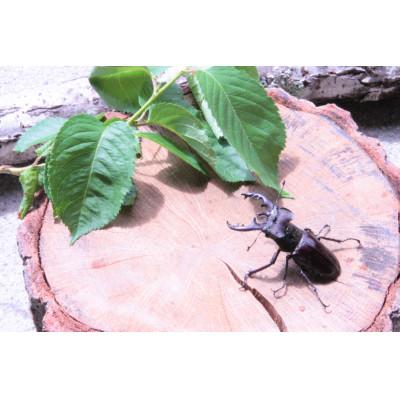 ふるさと納税 南山城村 ミヤマクワガタ(幼虫・2匹)飼育ボトル付 |  | 01