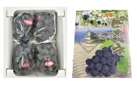 737.【先行予約】【ＪＡ】　ピオーネ（種なし）赤秀2kg箱（3～5房入）　※着日指定不可　※離島への配送不可　※2025年8月初旬頃～8月下旬頃に順次発送予定