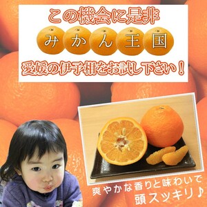 【2027年2月上旬頃から順次発送】 みきゃんいよかん 2kg｜ いよかん 伊予柑 イヨカン みきゃん 柑橘 取り寄せ 甘いみかん ギフト 愛媛県産 ミカン みかん mikan 蜜柑 フルーツ 果物 
