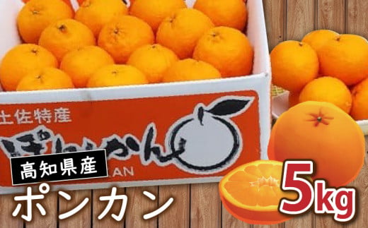 【数量限定】1月から発送開始 訳あり ポンカン 5kg | ぽんかん 訳あり 家庭用 おすすめ ランキング 産地直送 果物 フルーツ ふるさと納税みかん 柑橘 くだもの ミカン 果肉 蜜柑 人気 ふるさと納税 みかん ふるさと納税 果物 ふるさと納税 フルーツ 期間限定 国産 産地直送 果物類 果物の詰合せ みかん・柑橘類 みかん 高知県 須崎市 ギフト 贈答　名産