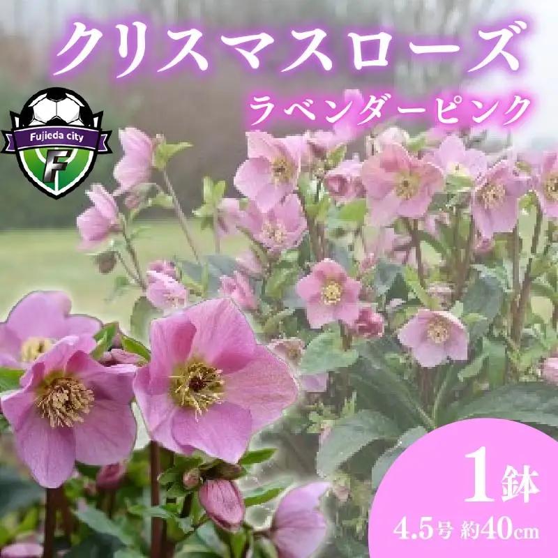 【 先行予約 ：2026年12月発送開始 】 花 クリスマスローズ ラベンダー ピンク 4.5号 花 花 オンライン決済限定