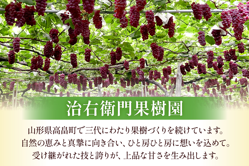 【期間限定発送】 ぶどう デラウェア 秀品 30〜36房 約6kg [治右衛門果樹園 山形県 高畠町 tk06ays830019] 種無し ブドウ 葡萄 くだもの 果物 フルーツ 産地直送 農家直送 