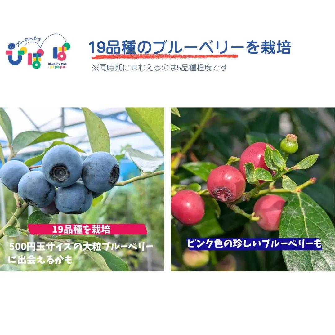 ブルーベリー狩り ペアチケット 時間無制限 ブルーベリーパーク ぴぽぱ 