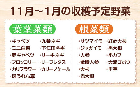 【11月中旬から順次発送】寒い冬の温かな料理に！かとう旬菜畑から直送 冬野菜おまかせ便10種 冬野菜 旬 新鮮 鍋 おうちごはん 愛媛県大洲市/かとう旬菜畑[AGCW001]