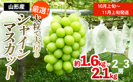 厳選！大粒で大房のシャインマスカット 秀品 2～3房入り（約1.6kg～2.1kg）[後半]【令和8年産先行予約】FS24-667 くだもの 果物 フルーツ 山形 山形県 山形市 2026年産
