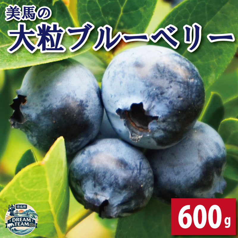 【ふるさと納税】 ブルーベリー 大粒 600g 100g × 6パック 6月から7月末まで発送 果物 フルーツ デザート 旬 新鮮 季節 夏 人気 ケーキ おすすめ 美馬 徳島 ドリームチーム