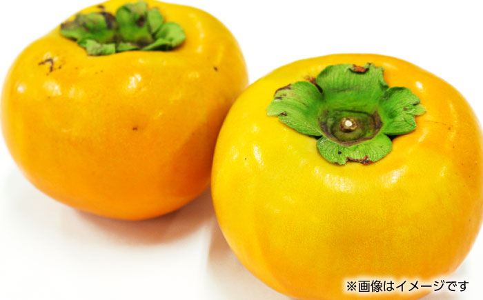 【先行予約】【数量限定】太秋 柿 約2kg【くまふる】 [ZBG015]