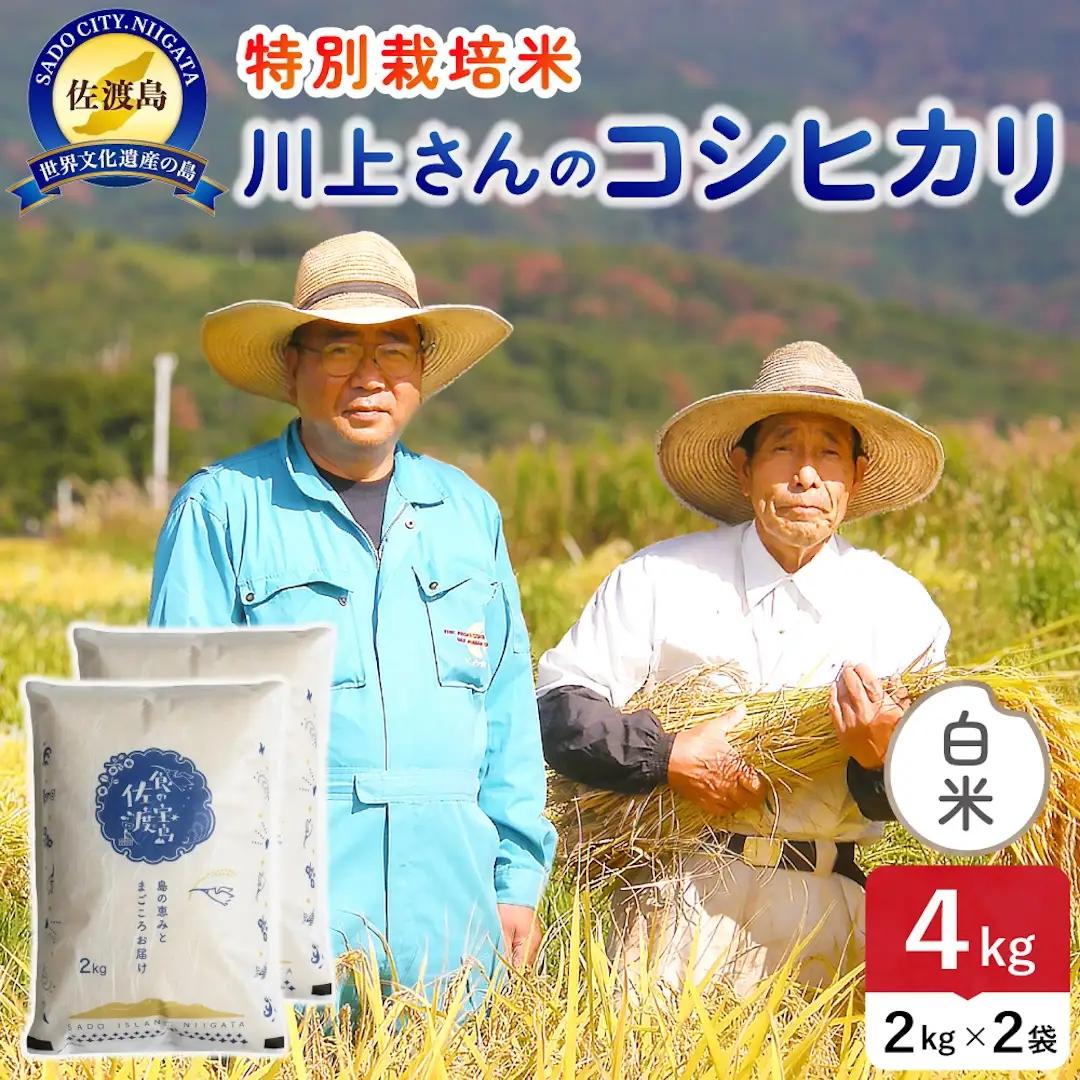 令和8年産 佐渡島産川上さんのコシヒカリ 白米4kg 特別栽培米