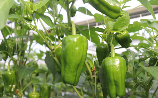 苦味が少なくておいしい！ 高見農園 のこだわり 新鮮 ピーマン 1kg 新鮮 野菜 ベジタブル ぴーまん ハウス ハウスピーマン ハウス栽培 惣菜 国産 産地直送 旬 高知県 四万十 しまんと【発送時