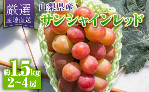 
                  【2026年発送】サンシャインレッド約1.5kg(2～4房)【1613545】
                
