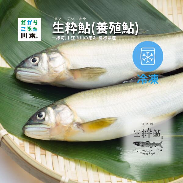 【ふるさと納税】一級河川・江の川の恵み・島根県産 ｜ 生粋鮎｜養殖鮎｜冷凍｜約800g