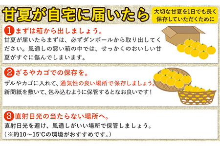 甘夏 訳あり 4kg 甘夏