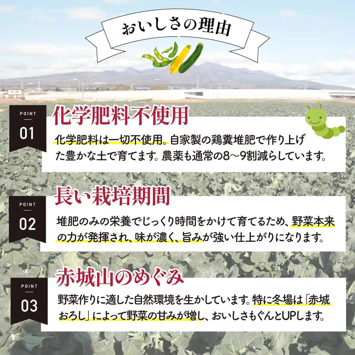 西洋野菜 一般野菜 旬野菜セット 8～10品 定期便 3ヶ月 | やさい