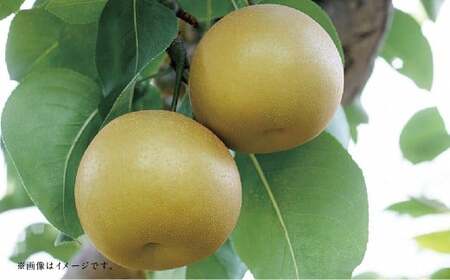 【フルーツ2回定期便】 梨5kg＋栗2kg 【2025年8月上旬～10月上旬迄順次発送予定】 なし ナシ 和梨 くり 果物 果実 フルーツ 定期便 九州 熊本県 あさぎり町 常温