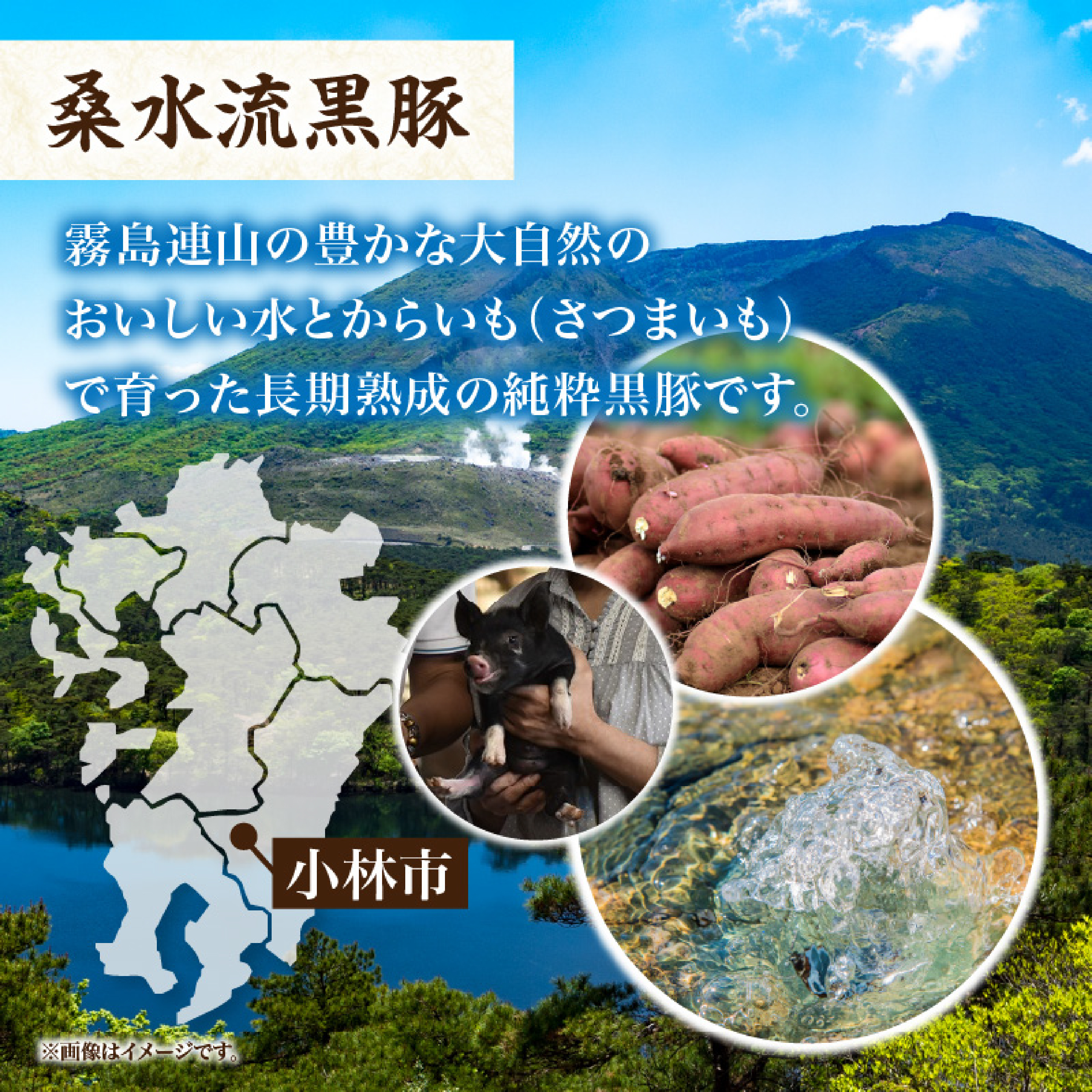 【厳選ブランド黒豚】”黒豚からいもどん”ヒレ 500ｇ（国産 豚肉 小分け  黒豚 ヒレ ステーキ とんかつ  ヒレカツ）_イメージ3