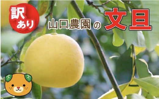 
                  先行予約 訳あり 文旦 6kg ＋傷み保障約500g ぶんたん みかん 蜜柑 果物 柑橘 フルーツ ミカン 産地直送 国産 農家直送 期間限定 数量限定 特産品 傷 シミ サイズミックス ジャム マーマレード ピール 柑橘 手作り お菓子 サラダ 旬の果物 ジュース ゼリー ビタミン  健康 愛媛県 愛南町 山口農園 
                