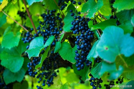 十勝ワイン　町民用シリーズ3本セット(赤・白・ロゼ　各1本)　北海道池田町　十勝ワイン　北海道ワイン　国産ワイン　ワイン