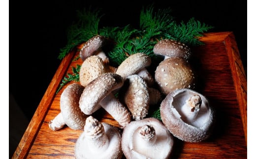 【定期便3ヵ月】肉厚ふっくら 福ふくしいたけ Ａ品 1kg