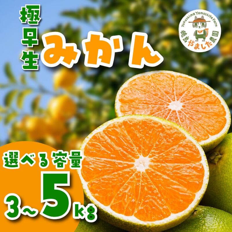 【ふるさと納税】 【2026年10月順次発送】 極早生みかん3~5kg みかん 温州みかん 極早生 早生 完熟 柑橘 果物 フルーツ 国産 新鮮 スイーツ デザート 【北海道、東北、離島、沖縄配送不可】