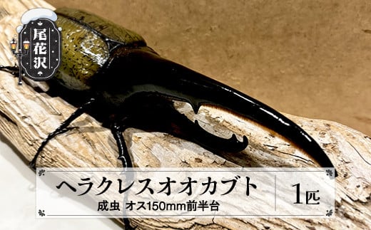 尾花沢市産 昆虫の王様 ヘラクレスオオカブト カブトムシ オス 成虫 1匹 約150mm~154mm kb-blham150