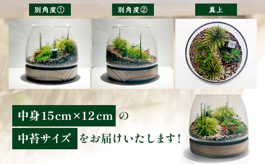 H-53　苔テラリウム　手入れ簡単 癒やしのインテリア 卓上サイズ 誕生日 プレゼント雑貨 敬老の日 贈り物 観葉植物 初心者 鹿島市産 / mossty