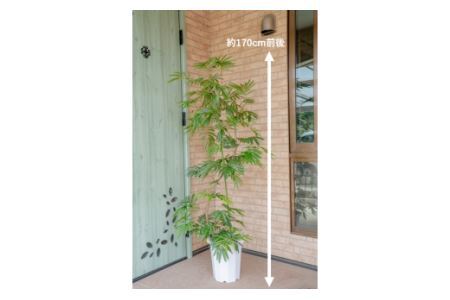 【プロが選ぶ観葉植物オリジナル曲りシリーズ10号】エバフレッシュ曲り　【11246-0225】