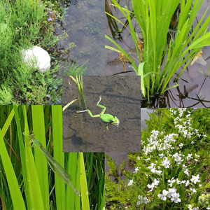 【魚沼ブランド】玄米5kg【有機栽培・生態系保全・再生可能エネルギー・エコファーマー・生産工程管理】魚沼産コシヒカリ