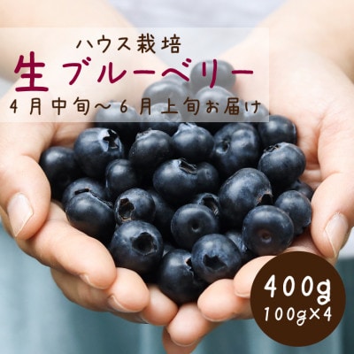 2026年発送【ハウス栽培】季節限定の国産『生ブルーベリー』太陽の恵みを沢山浴び新鮮で大粒。【配送不可地域：離島・北海道・沖縄県・四国・九州】