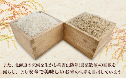 《先行予約》【新米】北海道恵庭産ななつぼし 10kg（玄米）