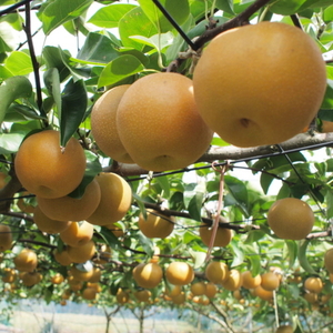 樹上成熟梨 約4kg 和歌山県産 ※2026年8月上旬～9月下旬頃発送予定【ard203A】