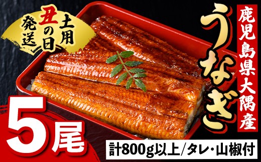 
                  C57007 《土用の丑の日までに発送！》うなぎ蒲焼・大(有頭)((5尾・計800g以上、タレ、山椒付) 鹿児島 国産 大隅産 九州産 鰻 うなぎ ウナギ 蒲焼き うな丼 うな重 ひつまぶし 土用の丑の日 丑の日発送 スタミナ 冷凍 真空パック お土産 化粧箱 贈答 ギフト プレゼント 【一般社団法人きもつき宇宙協議会】
                