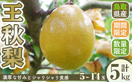＜先行予約受付中！11月上旬～12月下旬発送予定＞＜数量限定＞こばやし農園王秋梨(計5kg・5～14玉) ふるさと納税 境港市 特産品 ジューシー 完熟 なし ナシ 果物 くだもの フルーツ 旬 【sm-CK003】【こばやし農園】