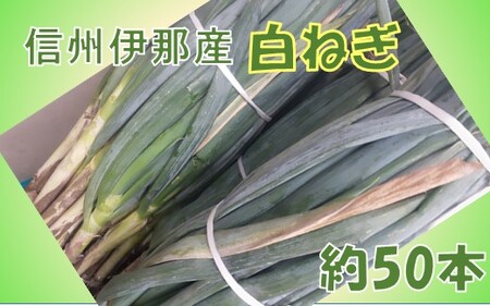 【019-11】伊那産　長ネギ　50本