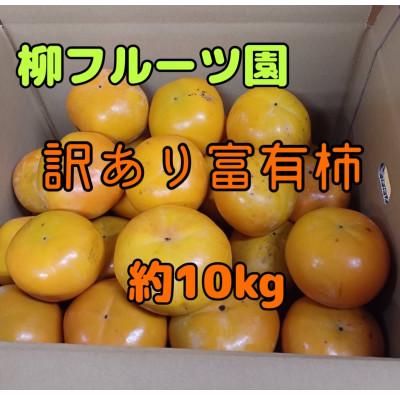 ふるさと納税 橋本市 柳フルーツ園の訳あり富有柿 約10kg【2025冬発送】