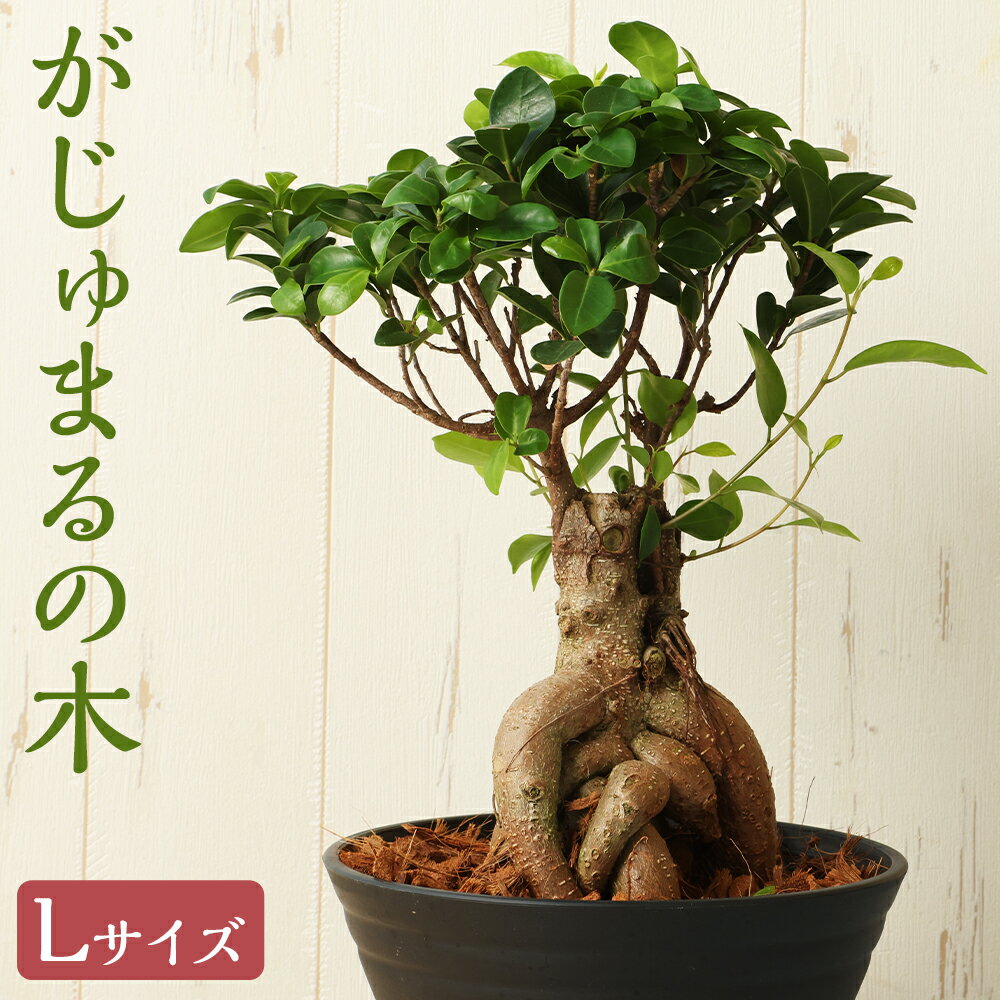 【ふるさと納税】がじゅまるの木 Lサイズ 1鉢 植物 観葉植物 グリーン インテリア 熊本県 高森町 送料無料
