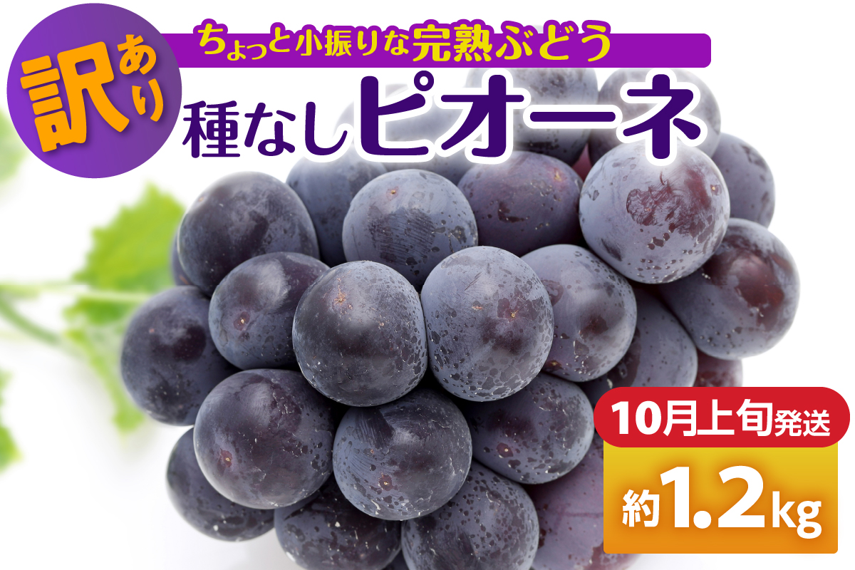 【2026年10月上旬発送】 【訳あり】ぶどう ピオーネ 種なし 1.2kg程度 （小振り・2房）