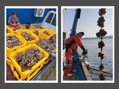 石川県七尾産　能登かき　殻付き　1斗缶（80～100個） 加熱調理用 ※離島への配送不可 ※2025年1月より順次発送