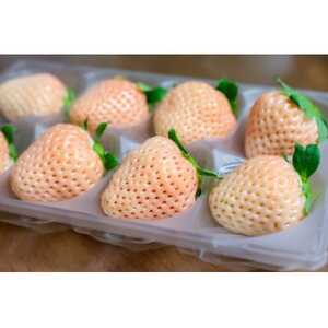 【2026年発送予定】長野県産 希少 白いちご  6パック【1.2kg】【配送不可地域：離島】【1705275】