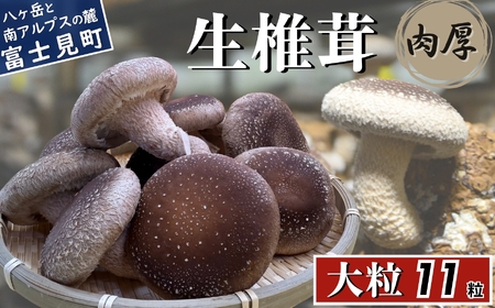 大粒 肉厚国産 生しいたけ 11粒 | しいたけ 株式会社レインボー