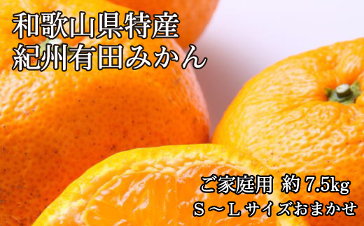 
和歌山有田みかん7.5kg ご家庭用 (S～Lサイズおまかせ ) 【2023年11月上旬～2024年1月下旬頃順次発送】
