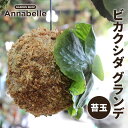 【ふるさと納税】ビカクシダ グランデ 苔玉 観葉植物 苔玉 植物 プラント 園芸 ガーデニング インテリア FKK19-926