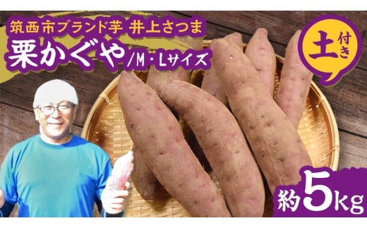 【 よしのいも 】 井上さつま 「 栗かぐや 」 M・Lサイズ 約5kg ( 土付き ) ブランド芋 完熟 さつまいも いも おいも 焼き芋 芋 おやつ まごころ野菜よしの [DX031ci]