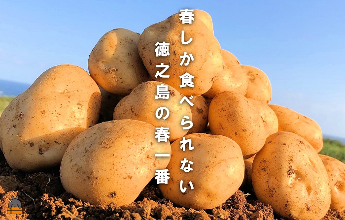 《まもなく旬！》～春しか食べられない 新じゃが～徳之島プレミアムブランド”春一番新じゃがいも”（50kg） ( バレイショ 野菜 旬 春 JA 徳之島 奄美 鹿児島 肉じゃが カレー じゃがバター 美